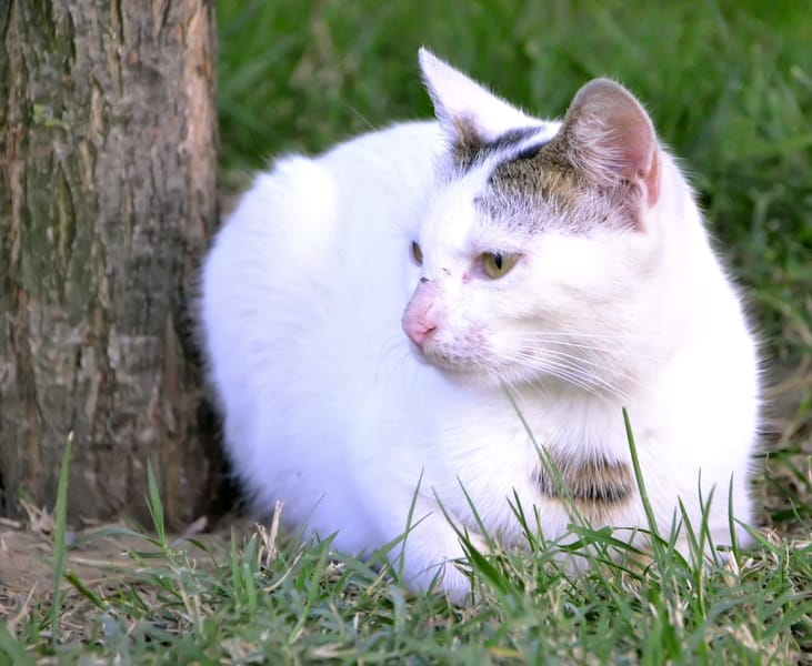 Gato por liebre