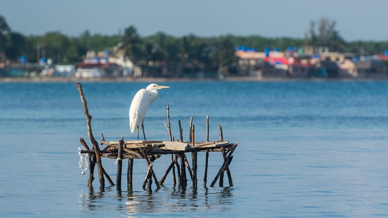 Playa Larga es ideal para la observación de aves
