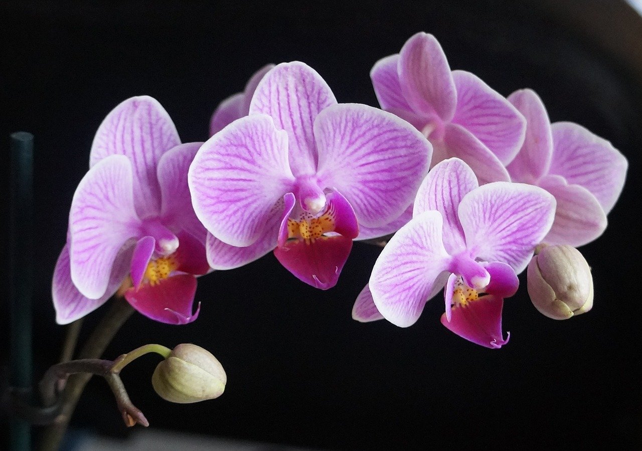 Orquideario de Soroa, en Artemisa