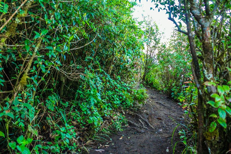 Ruta de los campesinos a El Saltón