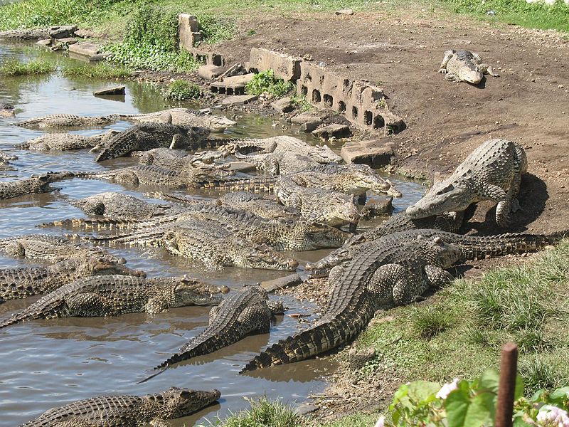 Criadero de cocodrilos en la ciénaga de Zapata