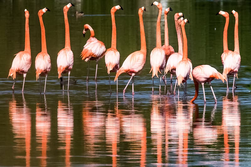 Cinco lugares para visitar en la Ciénaga de Zapata