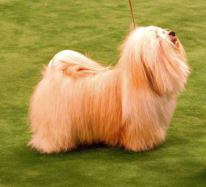 La raza de perro originaria de Cuba