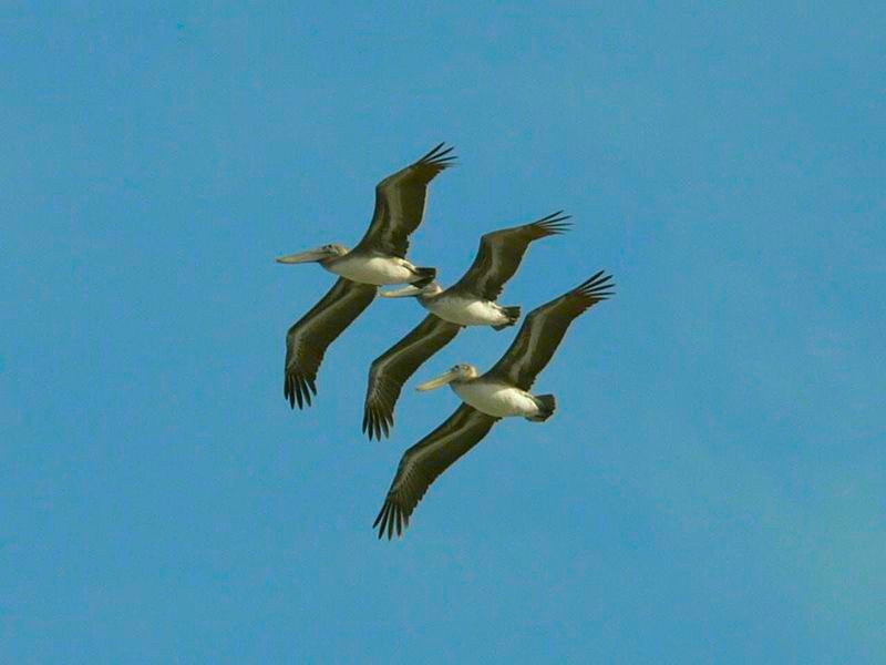 La naturaleza presente en Varadero