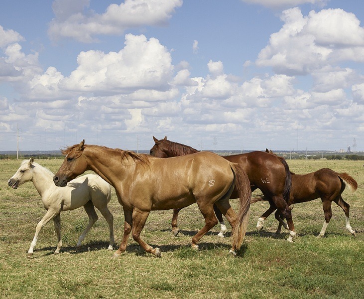 4 caballos famosos en la historia de Cuba
