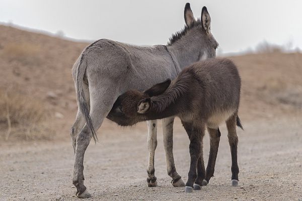 Leche de burra