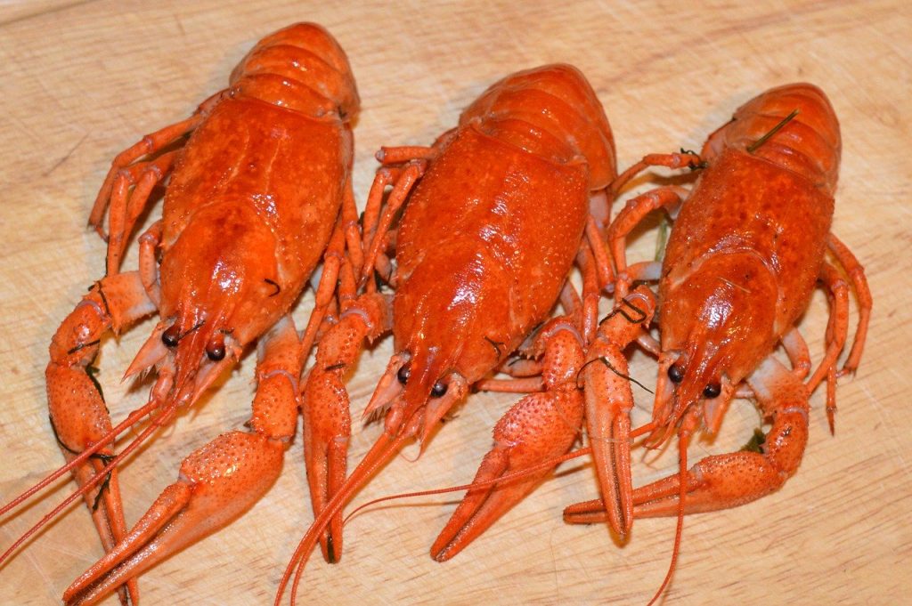 Langosta