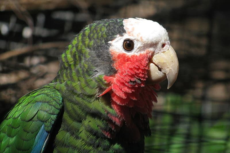 La Cotorra Cubana, uno de los animales emblemáticos de Cuba