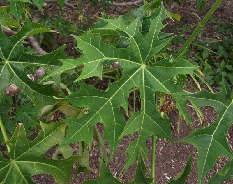 Chaya o Mata diabetes