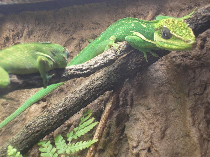 Anolis equestris