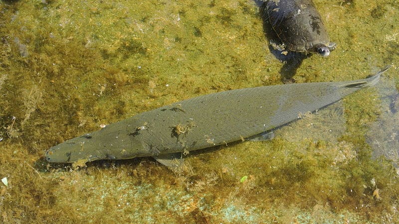Atractosteus tristoechus