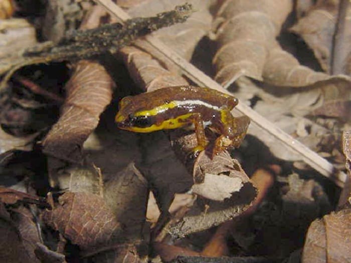 Ranita Pigmea