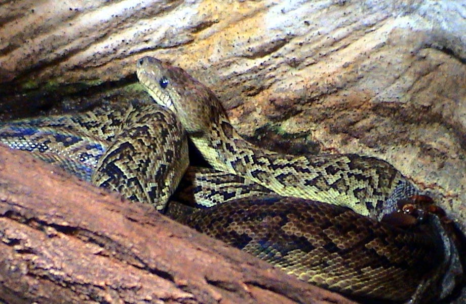 Epicrates Angulifer
