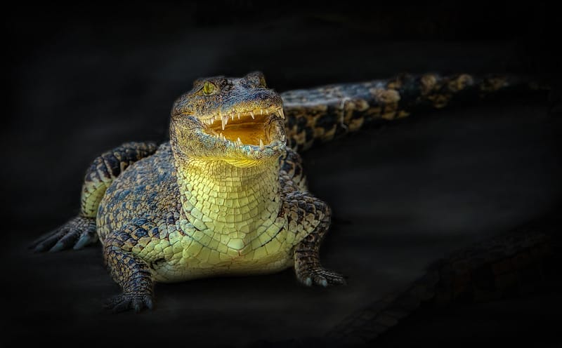 Cocodrilo cubano