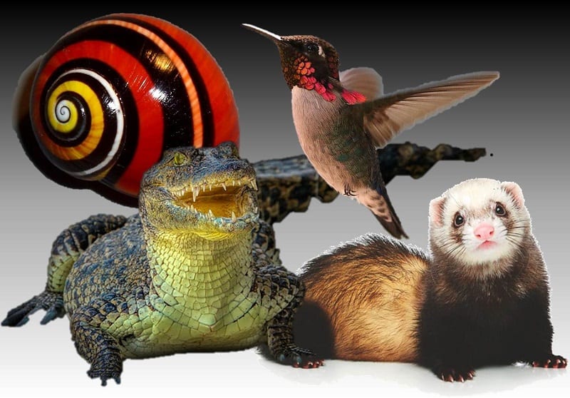 Animales que solo puedes ver en Cuba