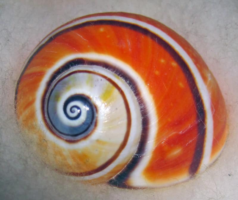 Polymita picta