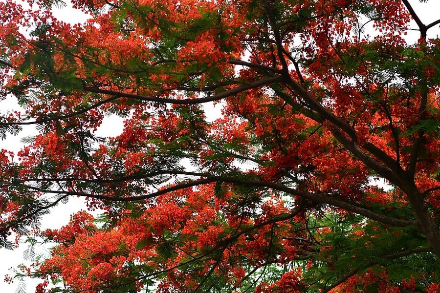 Flamboyanes en Santa Catalina