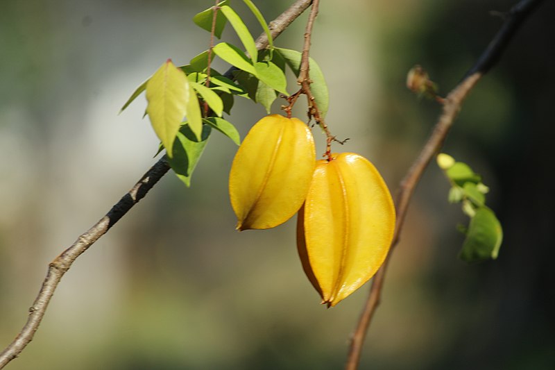 La carambola es una fruta seduce por su agradable olor