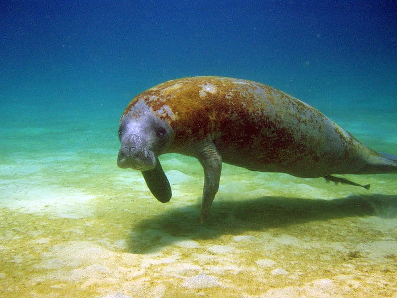 El Manatí Antillano puede haber dado origen al mito de las sirenas de Cuba