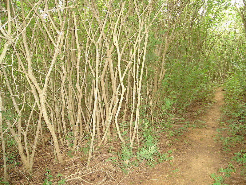 Muralla densa de marabú que estrecha un sendero