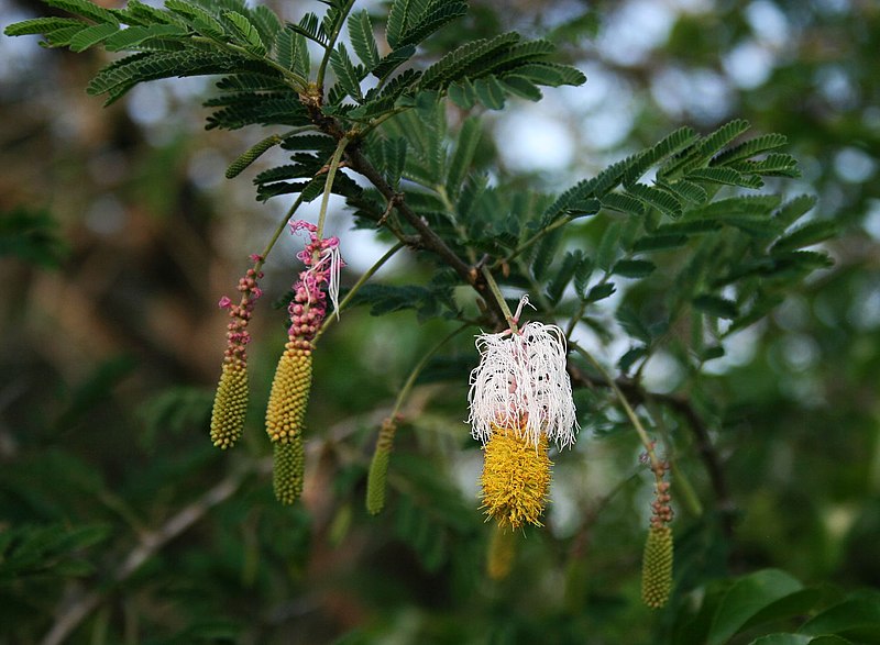 Flor y frutos de marabú