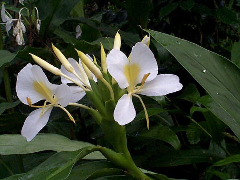 Mariposa Blanca