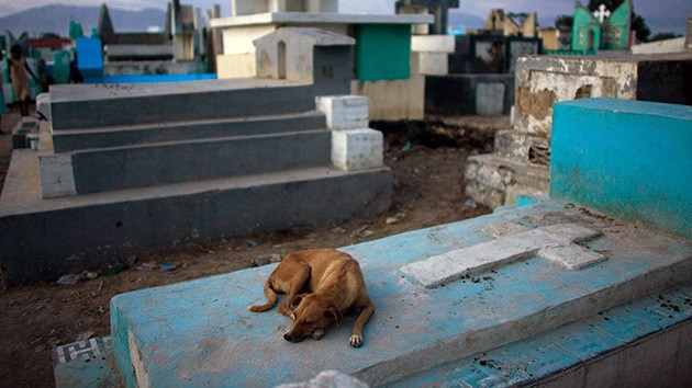 Cumplidor_Perro_Camagüey
