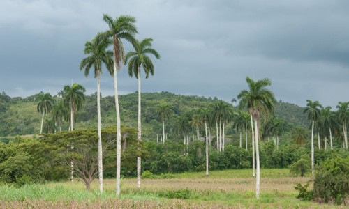 ¿Por qué la palma real es cuatro veces santa en Cuba?