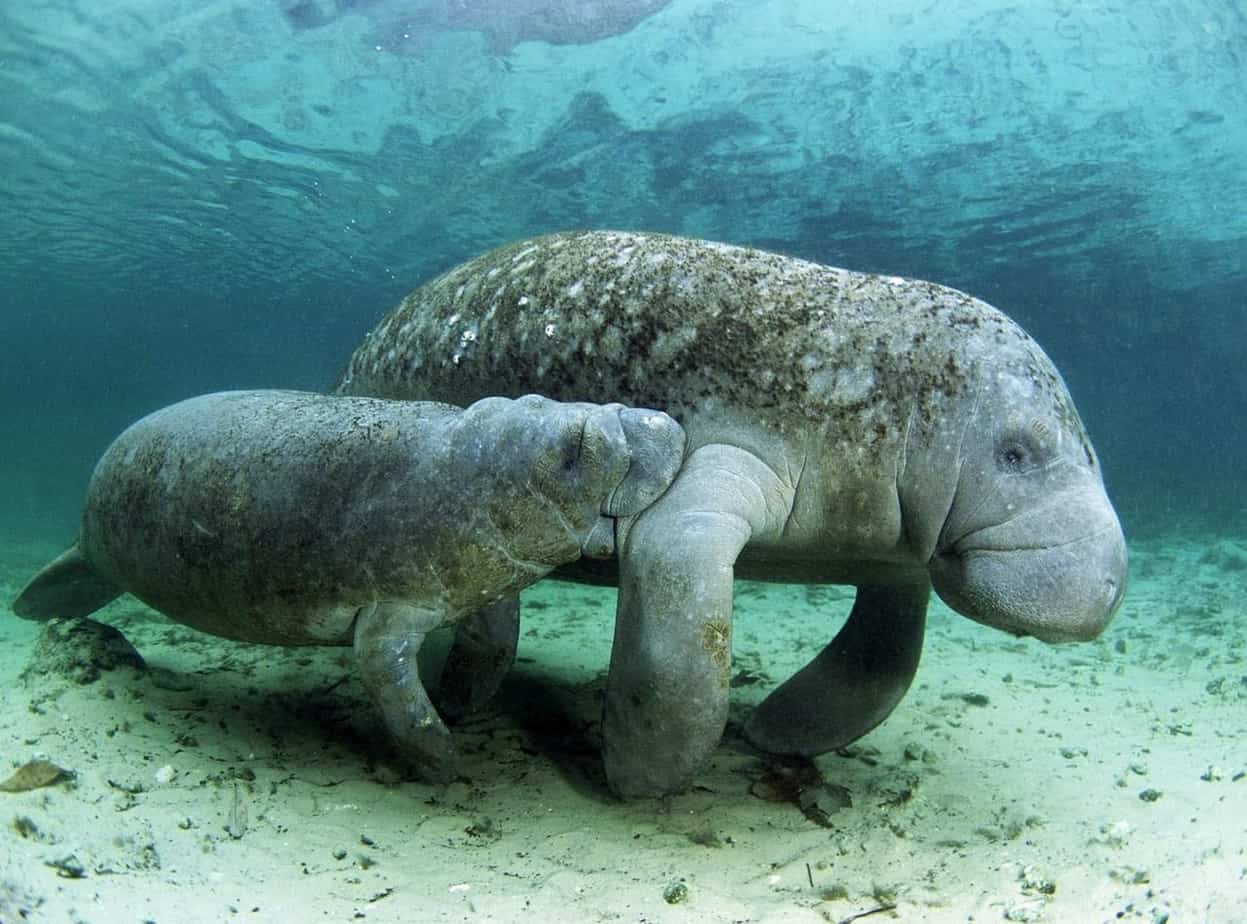 Manatí, la sirena cubana en peligro