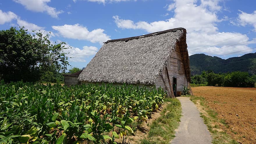Granja de tabaco en Pinar del Río