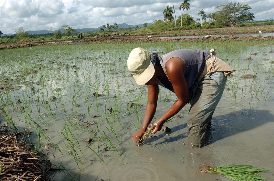 FAO y Cuba acuerdan 119 millones de dólares para cambio climático