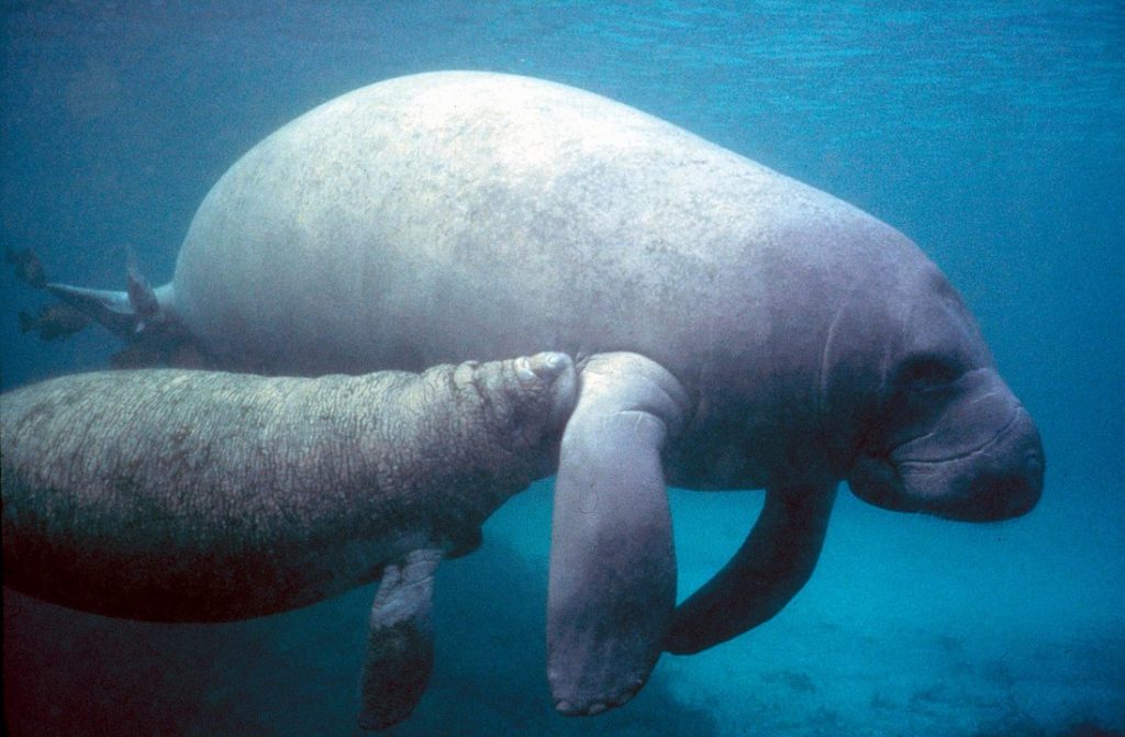 Estas son las sirenas que habitan los mares de Cuba - Manatí antillano