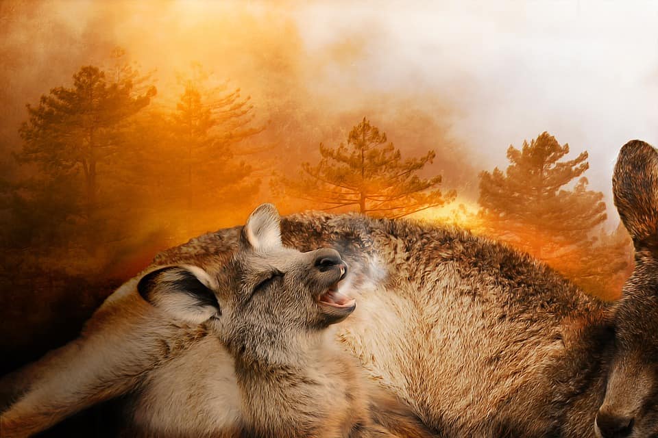 Voraces incendios arrasan Australia