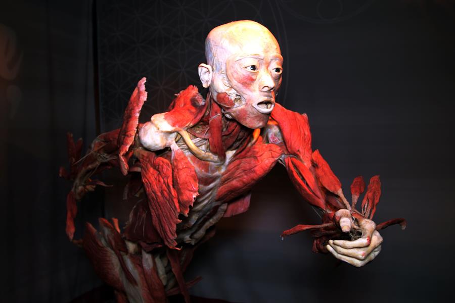 Instalación que hace parte de la exposición Real Bodies