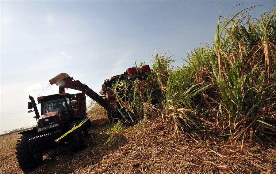 Cuba proyecta producir 1,2 millones de toneladas de azúcar