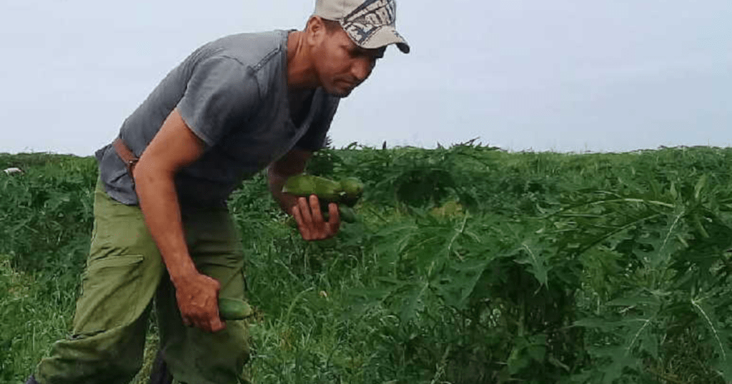 Bauer in Kuba (Symbolbild) | Bildquelle: https://www.todocuba.org/cuba-reporta-miles-de-hectareas-de-cultivos-perdidas-por-las-lluvias/ © José Luis Cammellón/Escambray | Bilder sind in der Regel urheberrechtlich geschützt